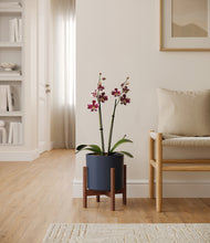 Load image into Gallery viewer, Deep Navy stand:walnut