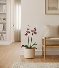 Load image into Gallery viewer, Cream