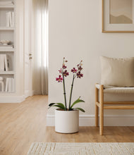 Load image into Gallery viewer, White