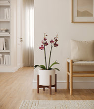 Load image into Gallery viewer, White stand:walnut