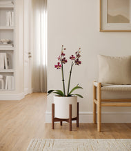 Load image into Gallery viewer, White stand:walnut