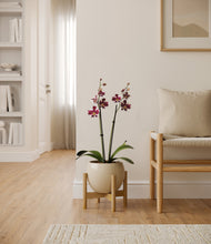 Load image into Gallery viewer, Shiny EggWhite stand:bamboo