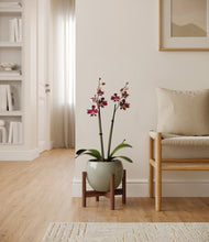 Load image into Gallery viewer, Deep Ocean stand:walnut