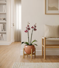 Load image into Gallery viewer, Calm Rose stand:bamboo
