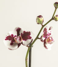 Load image into Gallery viewer, ALL