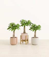 Load image into Gallery viewer, Peach Blossom stand:one_stand