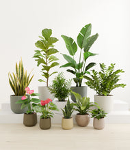 Load image into Gallery viewer, Woodland