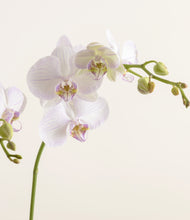 Load image into Gallery viewer, ALL