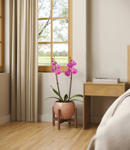 Load image into Gallery viewer, Calm Rose stand:walnut