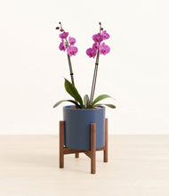 Load image into Gallery viewer, Deep Navy stand:walnut