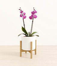 Load image into Gallery viewer, White stand:bamboo