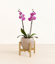 Load image into Gallery viewer, Desert Brown stand:bamboo