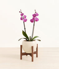 Load image into Gallery viewer, Shiny EggWhite stand:walnut