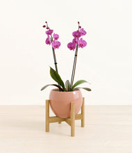 Load image into Gallery viewer, Calm Rose stand:bamboo
