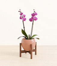 Load image into Gallery viewer, Calm Rose stand:walnut