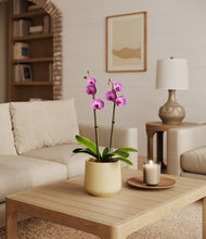 Load image into Gallery viewer, Almond Green