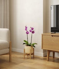 Load image into Gallery viewer, Almond Green stand:bamboo