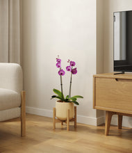 Load image into Gallery viewer, Almond Green stand:bamboo