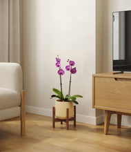 Load image into Gallery viewer, Almond Green stand:walnut