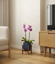 Load image into Gallery viewer, Deep Navy stand:walnut