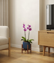 Load image into Gallery viewer, Deep Navy stand:walnut