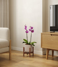 Load image into Gallery viewer, Eternal Gray stand:walnut