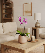 Load image into Gallery viewer, Gentle Pink