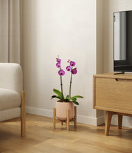 Load image into Gallery viewer, Gentle Pink stand:bamboo