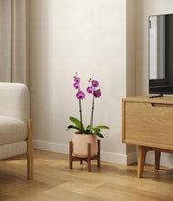 Load image into Gallery viewer, Gentle Pink stand:walnut