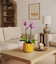 Load image into Gallery viewer, Mustard