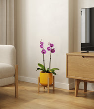 Load image into Gallery viewer, Mustard stand:bamboo