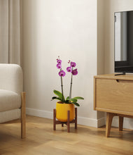 Load image into Gallery viewer, Mustard stand:walnut