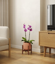 Load image into Gallery viewer, Calm Rose stand:walnut