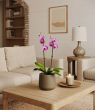 Load image into Gallery viewer, Olive