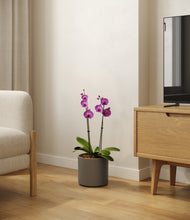 Load image into Gallery viewer, Dark Olive