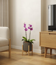 Load image into Gallery viewer, Dark Olive stand:bamboo