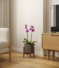 Load image into Gallery viewer, Dark Olive stand:walnut