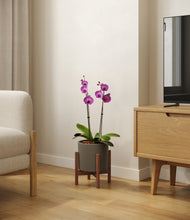 Load image into Gallery viewer, Dark Olive stand:walnut