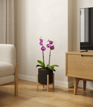 Load image into Gallery viewer, Black stand:bamboo
