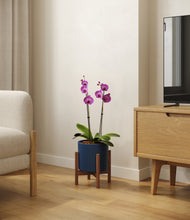 Load image into Gallery viewer, Deep Navy stand:walnut