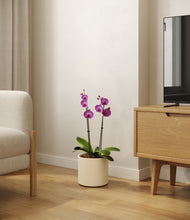 Load image into Gallery viewer, Cream