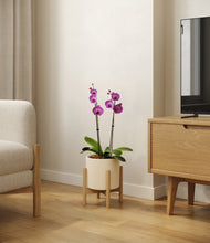 Load image into Gallery viewer, Cream stand:bamboo