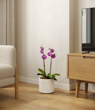 Load image into Gallery viewer, White