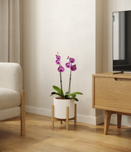 Load image into Gallery viewer, White stand:bamboo