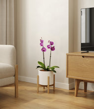Load image into Gallery viewer, White stand:bamboo