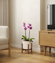 Load image into Gallery viewer, White stand:walnut