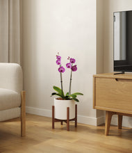 Load image into Gallery viewer, White stand:walnut