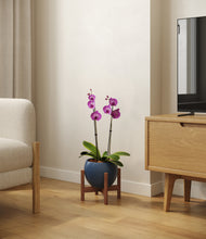 Load image into Gallery viewer, Deep Navy stand:walnut