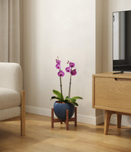 Load image into Gallery viewer, Deep Navy stand:walnut