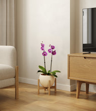 Load image into Gallery viewer, Shiny EggWhite stand:bamboo